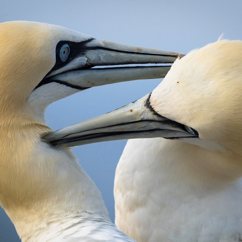 Обои птицы, птица, клюв, олуша, северная олуша, birds, bird, beak, gannet, the northern gannet разрешение 2048x1299 Загрузить