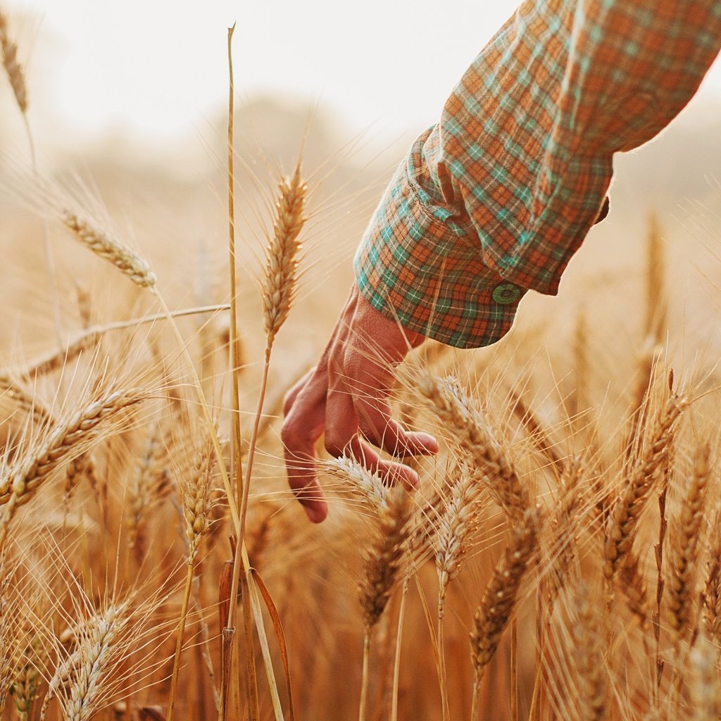 Обои рука, настроение, лето, колосья, пшеница, hand, mood, summer, ears, wheat разрешение 2048x1360 Загрузить
