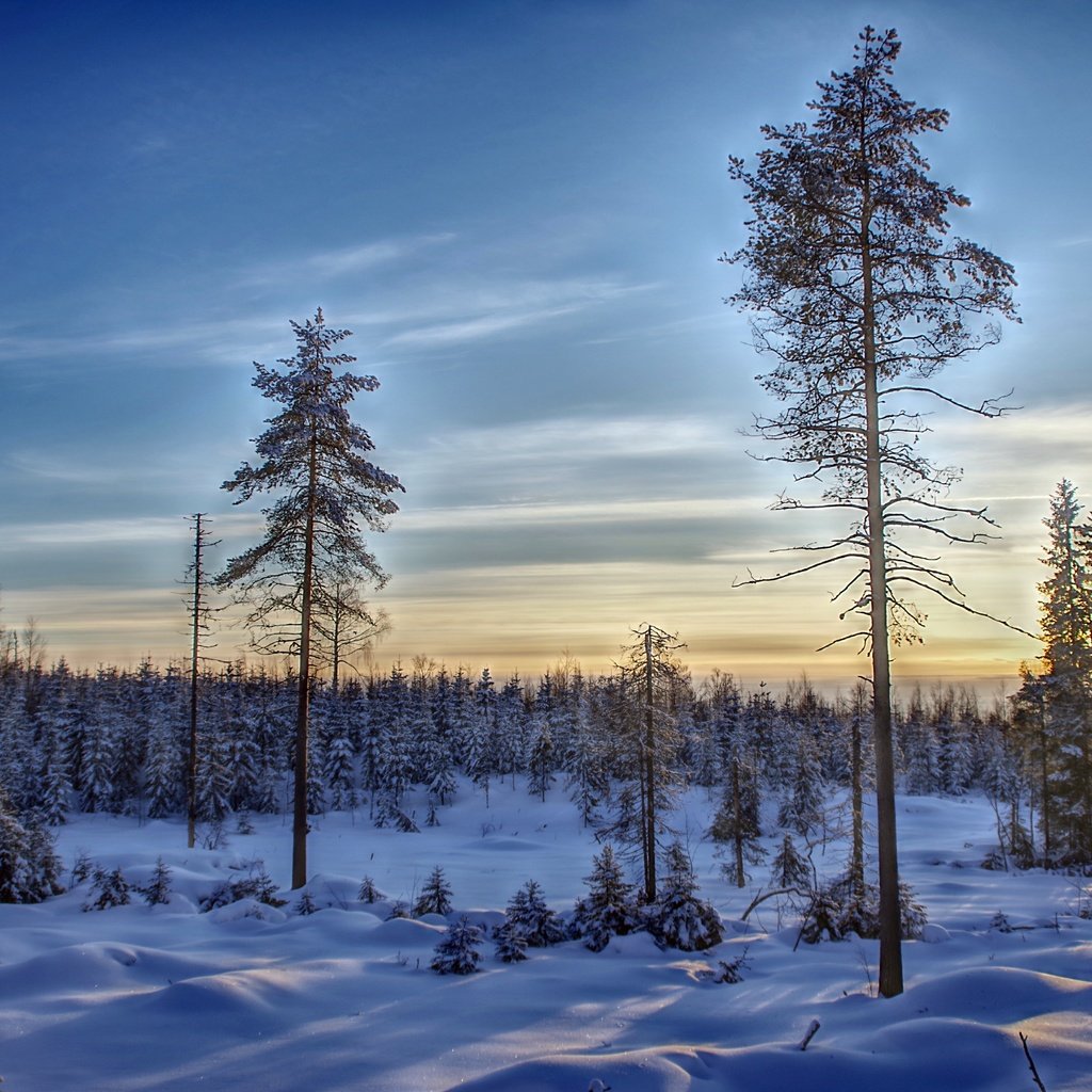 Обои небо, деревья, снег, лес, зима, финляндия, the sky, trees, snow, forest, winter, finland разрешение 6000x4004 Загрузить