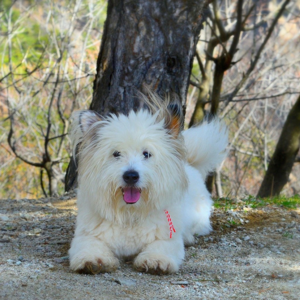 Обои собачка, вест-хайленд-уайт-терьер, dog, the west highland white terrier разрешение 3000x1841 Загрузить