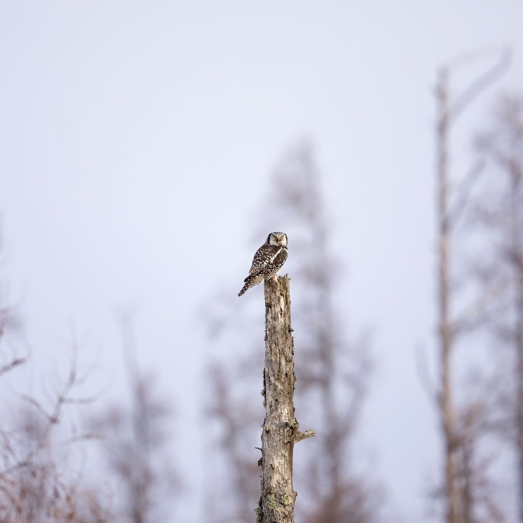 Обои сова, природа, дерево, фон, птица, owl, nature, tree, background, bird разрешение 2048x1365 Загрузить