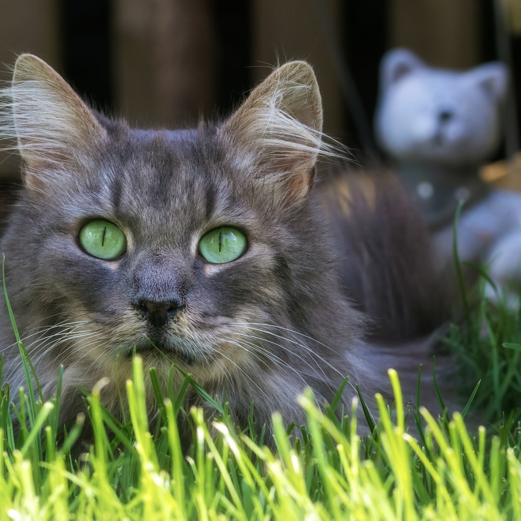 Обои трава, кот, мордочка, усы, кошка, взгляд, grass, cat, muzzle, mustache, look разрешение 5151x3434 Загрузить