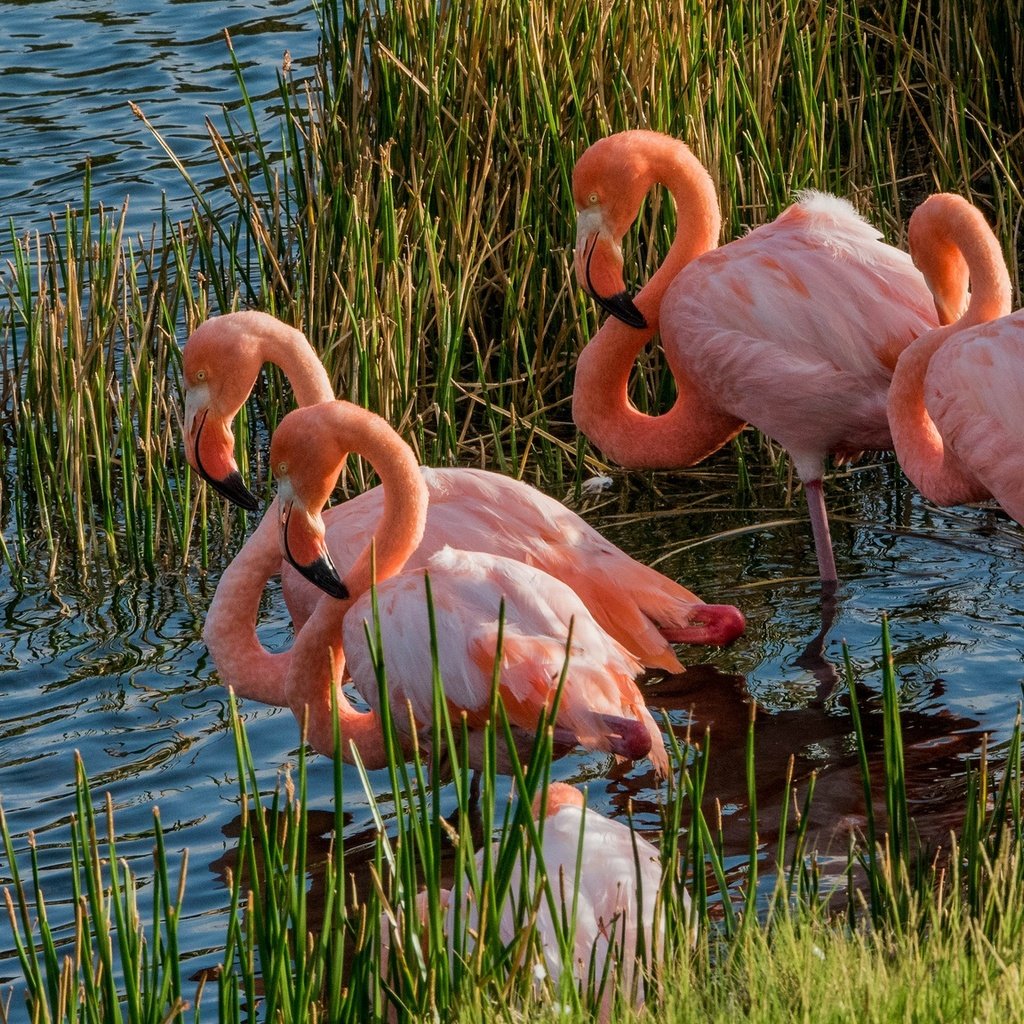Обои трава, озеро, фламинго, водоем, птицы, заросли, розовый фламинго, grass, lake, flamingo, pond, birds, thickets, pink flamingos разрешение 2048x1152 Загрузить