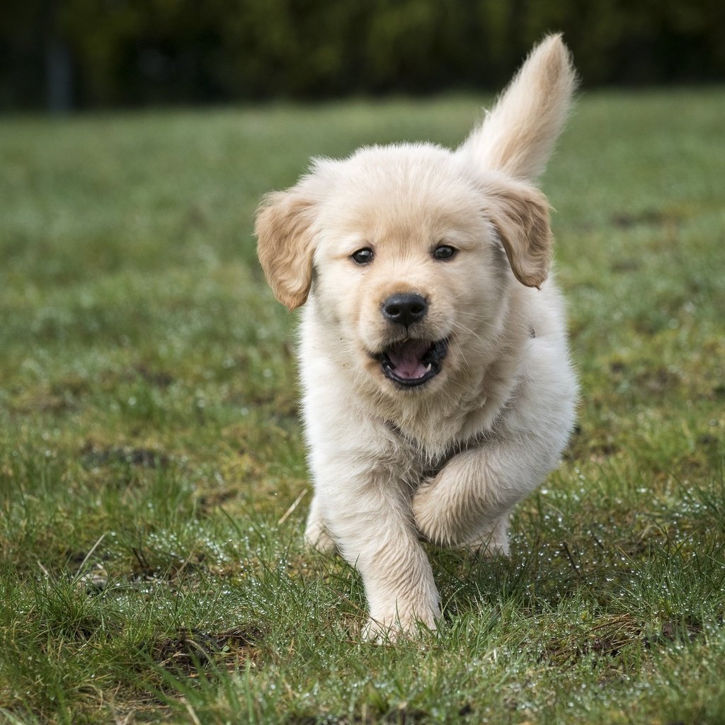 Обои трава, щенок, золотистый ретривер, grass, puppy, golden retriever разрешение 2048x1367 Загрузить