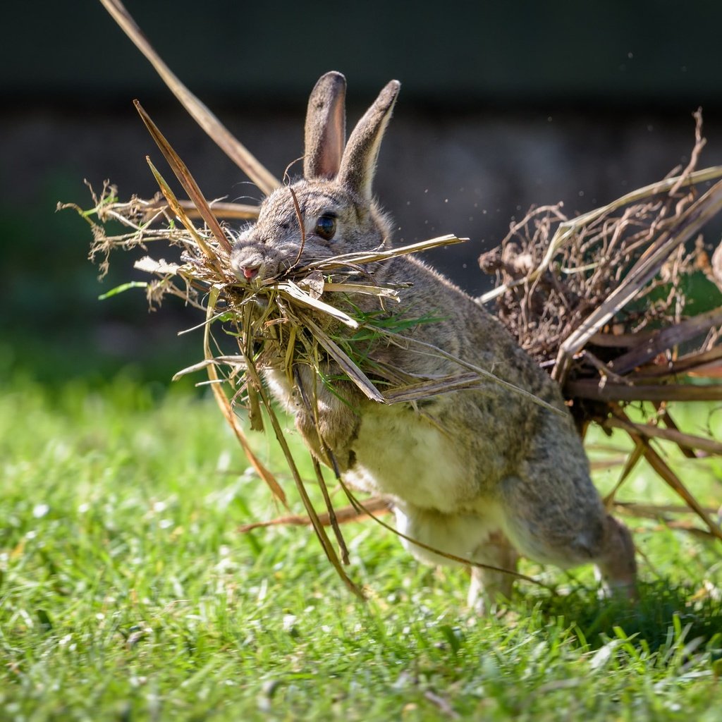 Обои трава, ситуация, кролик, заяц, сухая трава, grass, the situation, rabbit, hare, dry grass разрешение 2048x1367 Загрузить