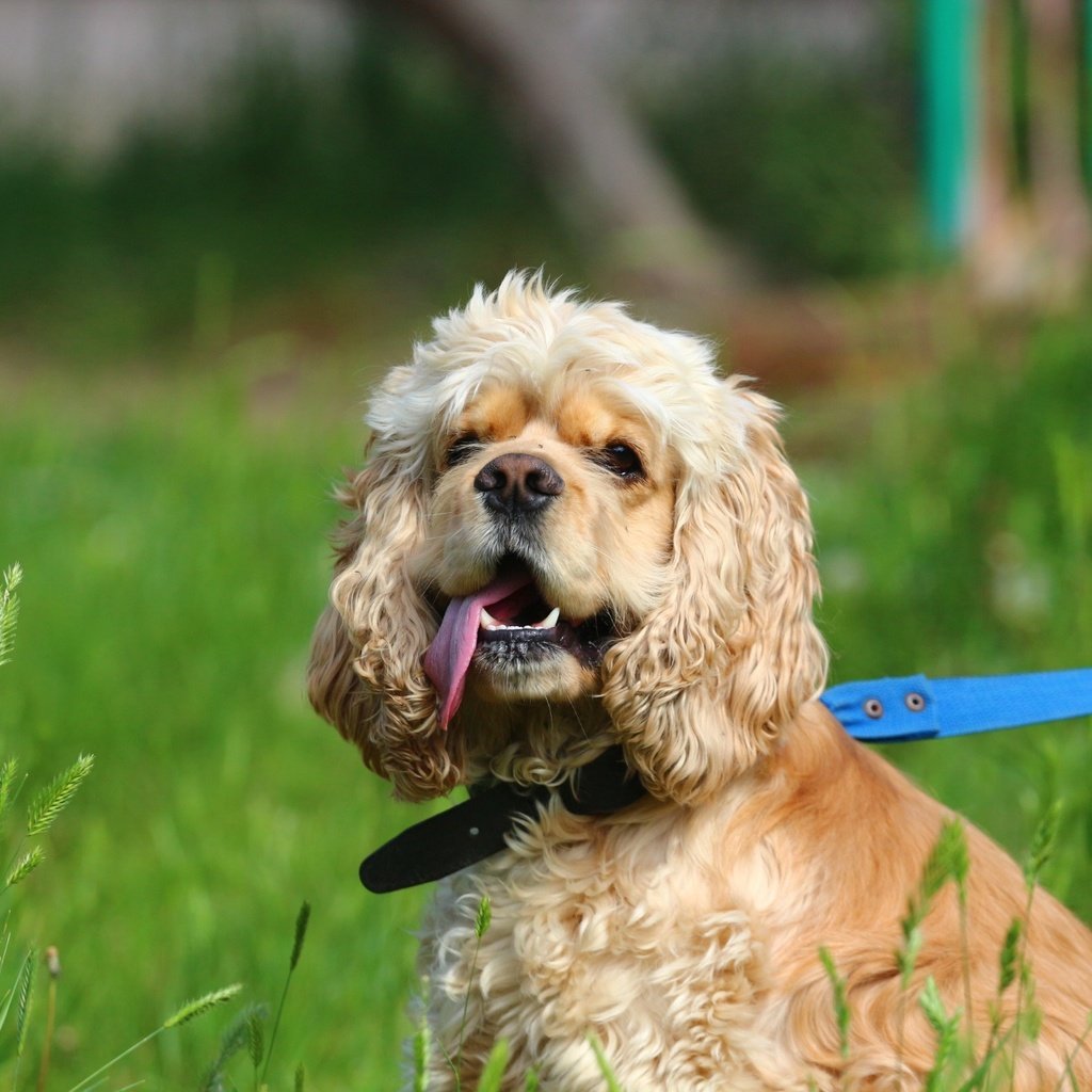 Обои трава, собака, друг, язык, поводок, спаниель, кокер-спаниель, grass, dog, each, language, leash, spaniel, cocker spaniel разрешение 1920x1280 Загрузить