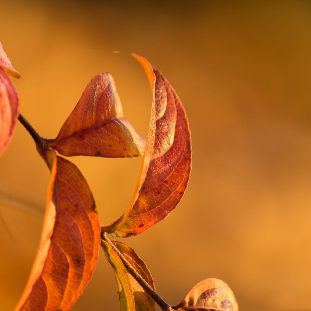 Обои ветка, природа, листья, осень, branch, nature, leaves, autumn разрешение 2048x1365 Загрузить