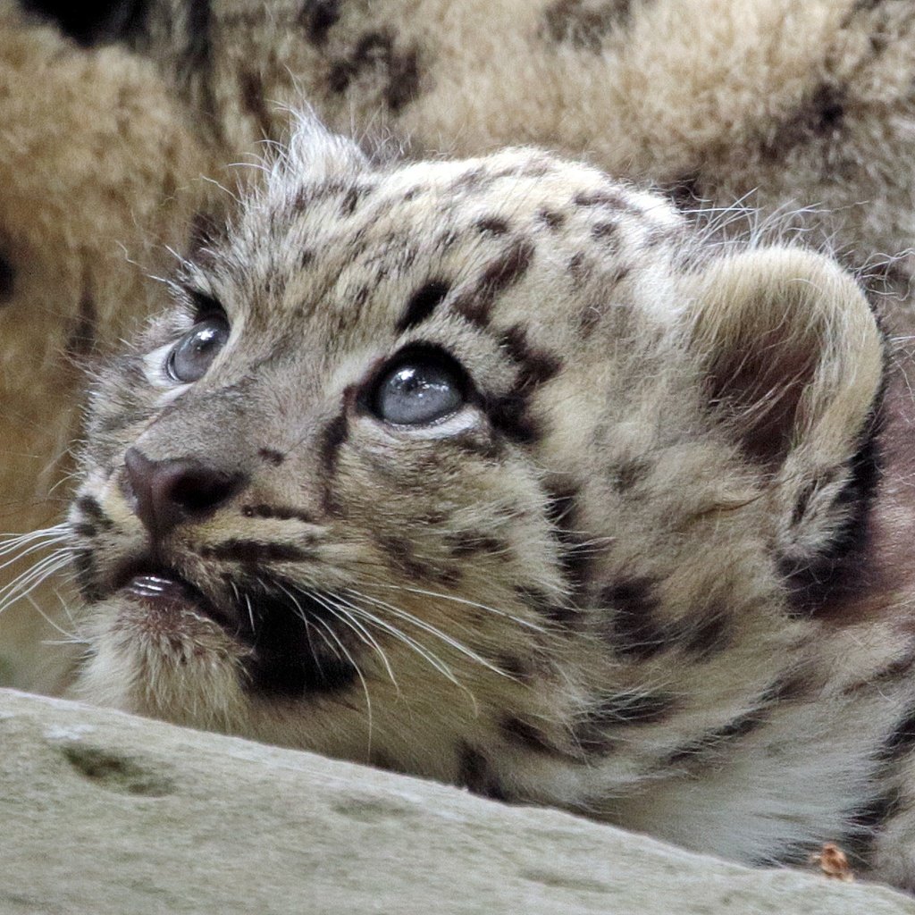 Обои взгляд, хищник, снежный барс, дикая кошка, детеныш, look, predator, snow leopard, wild cat, cub разрешение 2000x1280 Загрузить