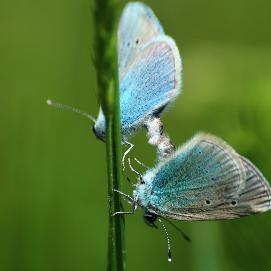 Обои зелень, макро, фон, насекомые, травка, бабочки, greens, macro, background, insects, weed, butterfly разрешение 1920x1280 Загрузить