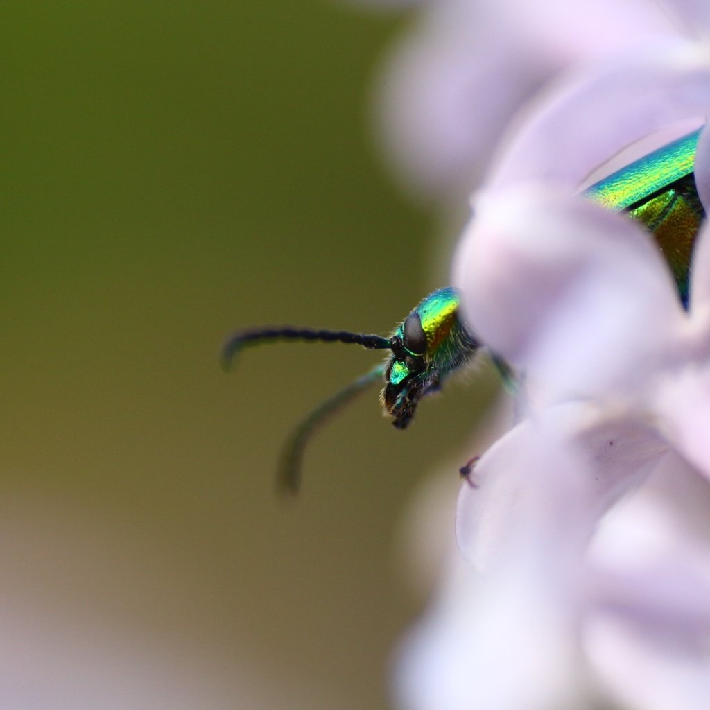 Обои жук, насекомое, фон, усики, сирень, beetle, insect, background, antennae, lilac разрешение 1920x1280 Загрузить