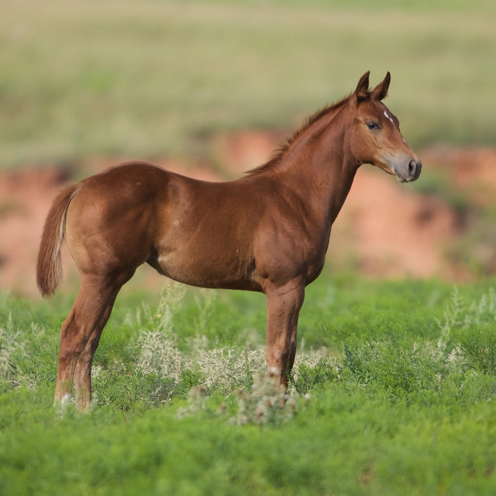 Обои лошадь, трава, конь, жеребенок, cam essick, horse, grass, foal разрешение 2880x1800 Загрузить