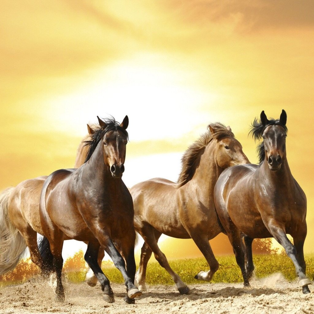 Обои лошадь, песок, лошади, пыль, грива, бег, хвост, скакун, рысак, horse, sand, dust, mane, running, tail, trotter разрешение 1920x1080 Загрузить