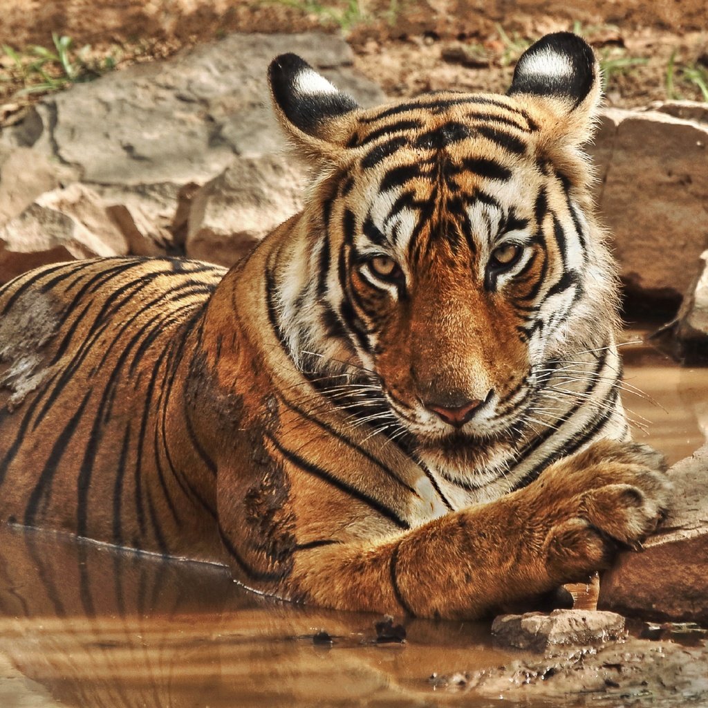 Обои тигр, природа, камни, водоем, дикие кошки, зоопарк, большие кошки, tiger, nature, stones, pond, wild cats, zoo, big cats разрешение 3602x2026 Загрузить