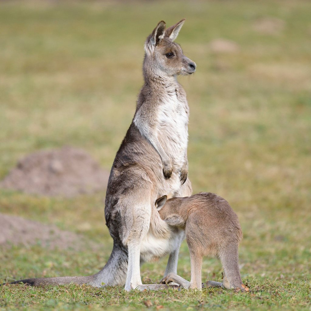 Обои трава, животные, кенгуру, детеныш, grass, animals, kangaroo, cub разрешение 1920x1200 Загрузить