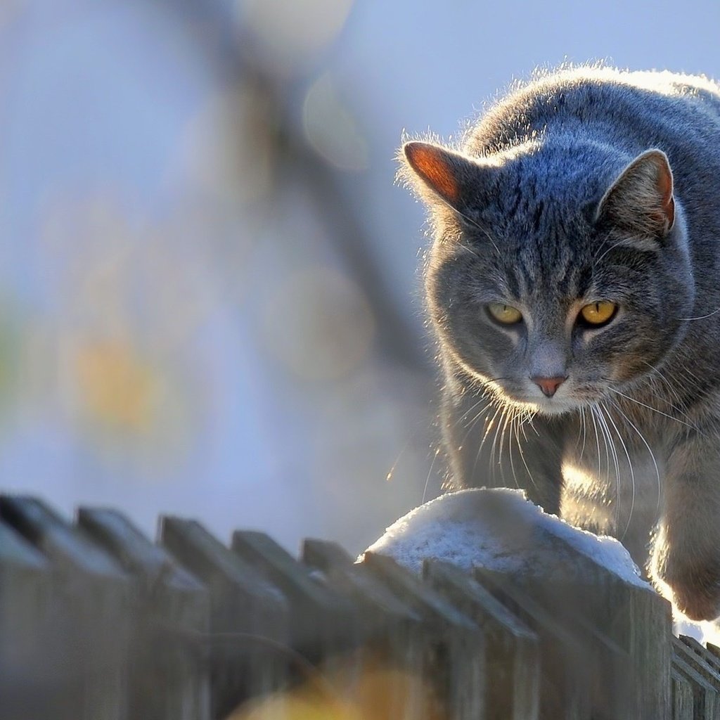 Обои кот, мордочка, усы, кошка, взгляд, забор, изгородь, cat, muzzle, mustache, look, the fence, fence разрешение 1920x1080 Загрузить