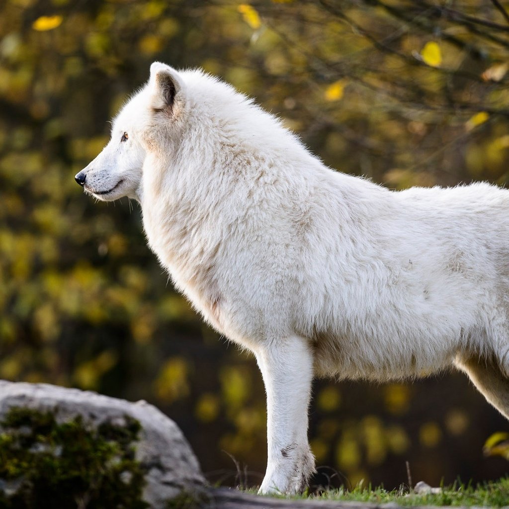 Обои природа, полярный, листья, арктический волк, ветки, арктический, осень, белый, профиль, камень, волк, nature, polar, leaves, arctic wolf, branches, arctic, autumn, white, profile, stone, wolf разрешение 2000x1125 Загрузить