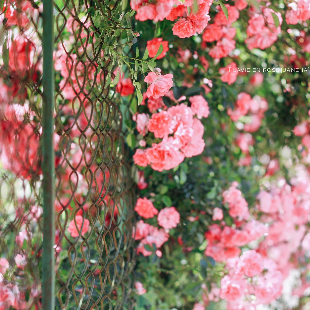 Обои цветы, розы, забор, сад, сетка, куст, jane ha, flowers, roses, the fence, garden, mesh, bush разрешение 2560x1600 Загрузить