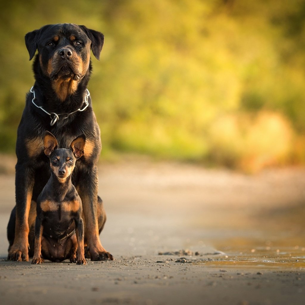 Обои собака, собаки, боке, ротвейлер, карликовый пинчер, dog, dogs, bokeh, rottweiler, miniature pinscher разрешение 1920x1200 Загрузить