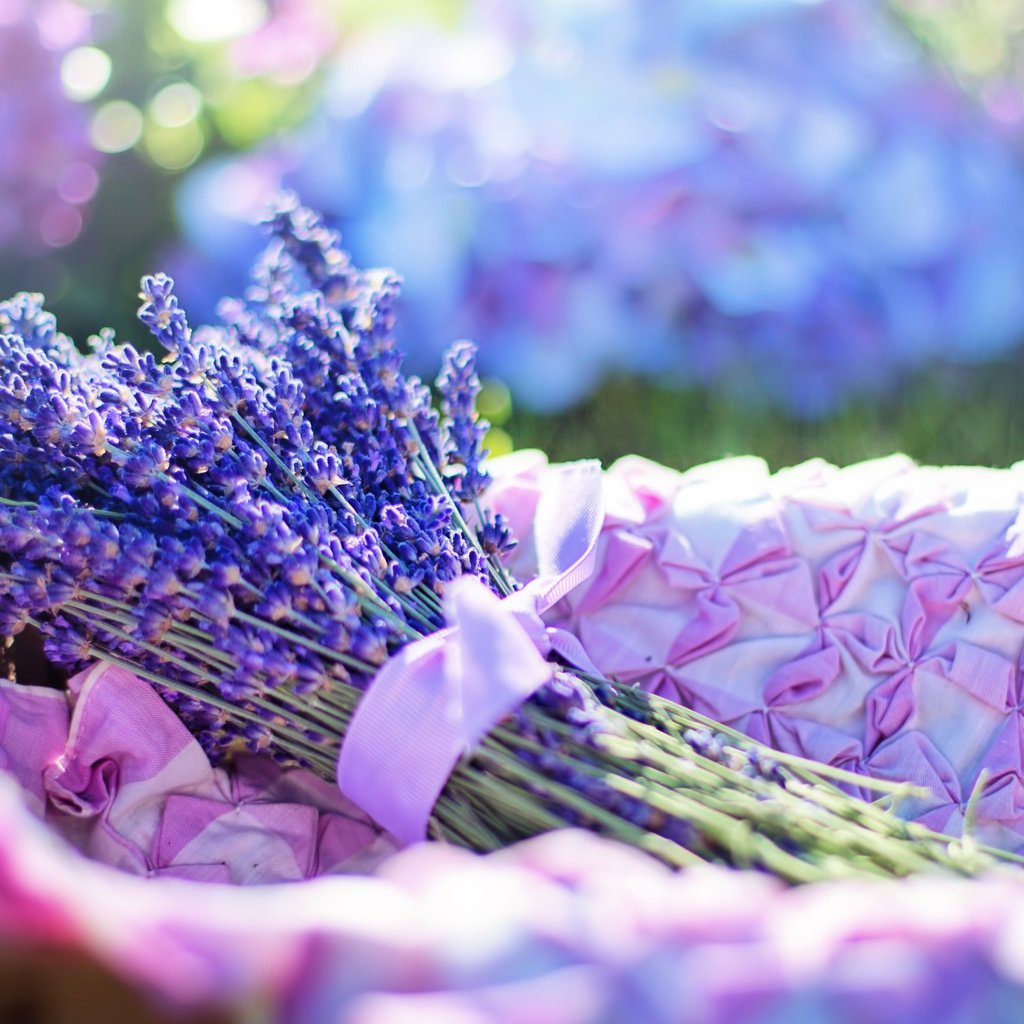 Обои цветы, лаванда, букет, flowers, lavender, bouquet разрешение 3840x2400 Загрузить