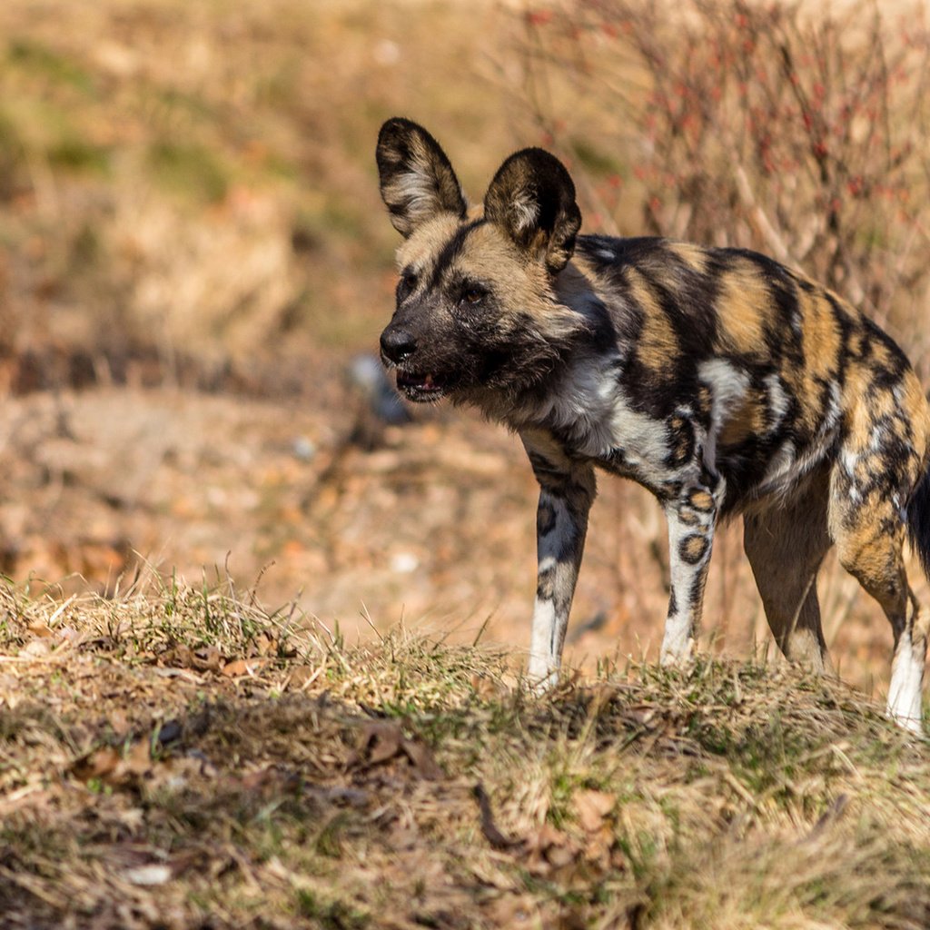 Обои хищник, гиена, гиеновидная собака, predator, hyena, the african wild dog разрешение 1920x1080 Загрузить