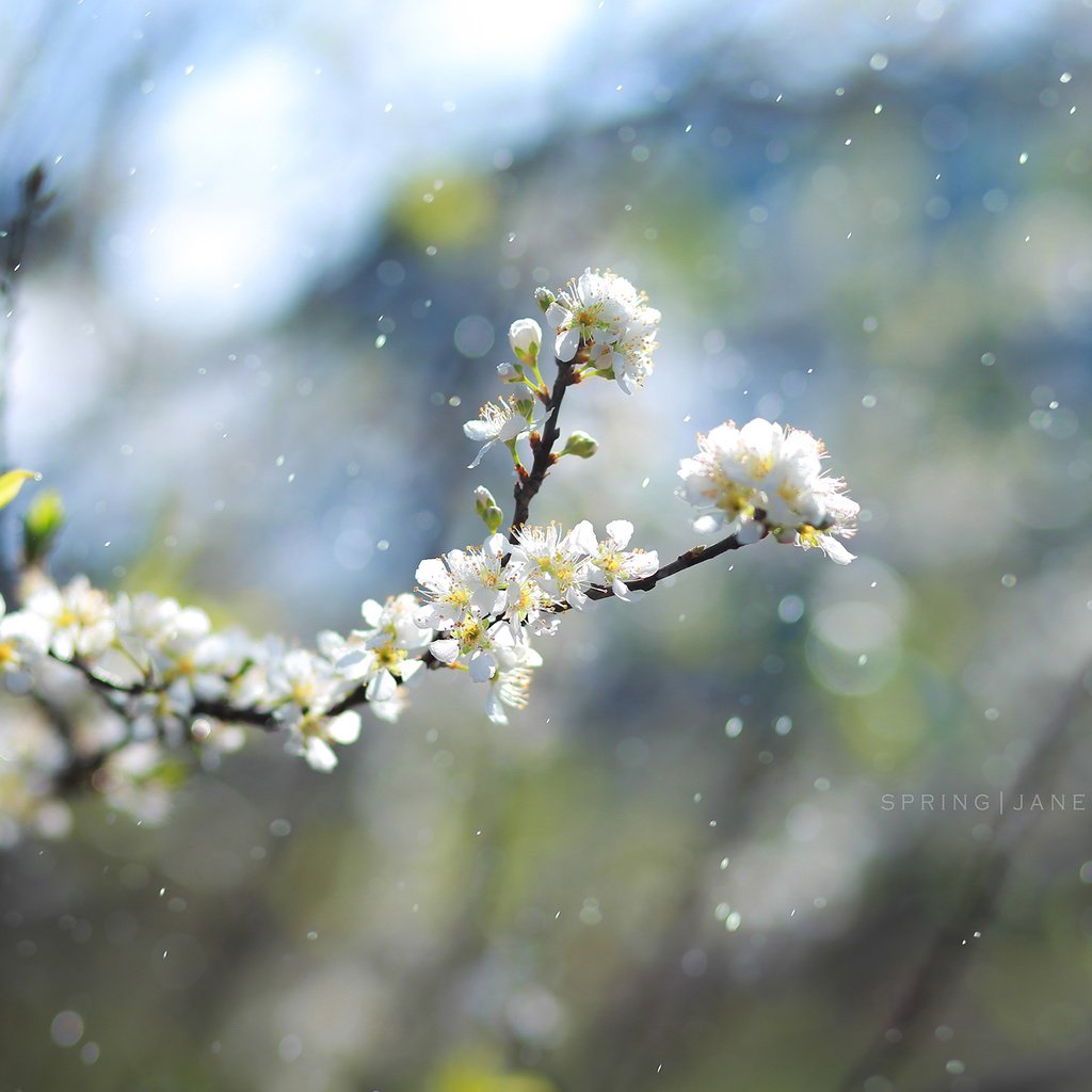 Обои цветы, ветка, цветение, размытость, весна, jane, flowers, branch, flowering, blur, spring разрешение 2560x1600 Загрузить