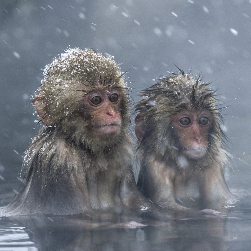 Обои япония, макаки, обезьяны, мартышки, японский макак, снежные обезьяны, japan, macaques, monkey, monkeys, japanese macaques, snow monkeys разрешение 1920x1200 Загрузить
