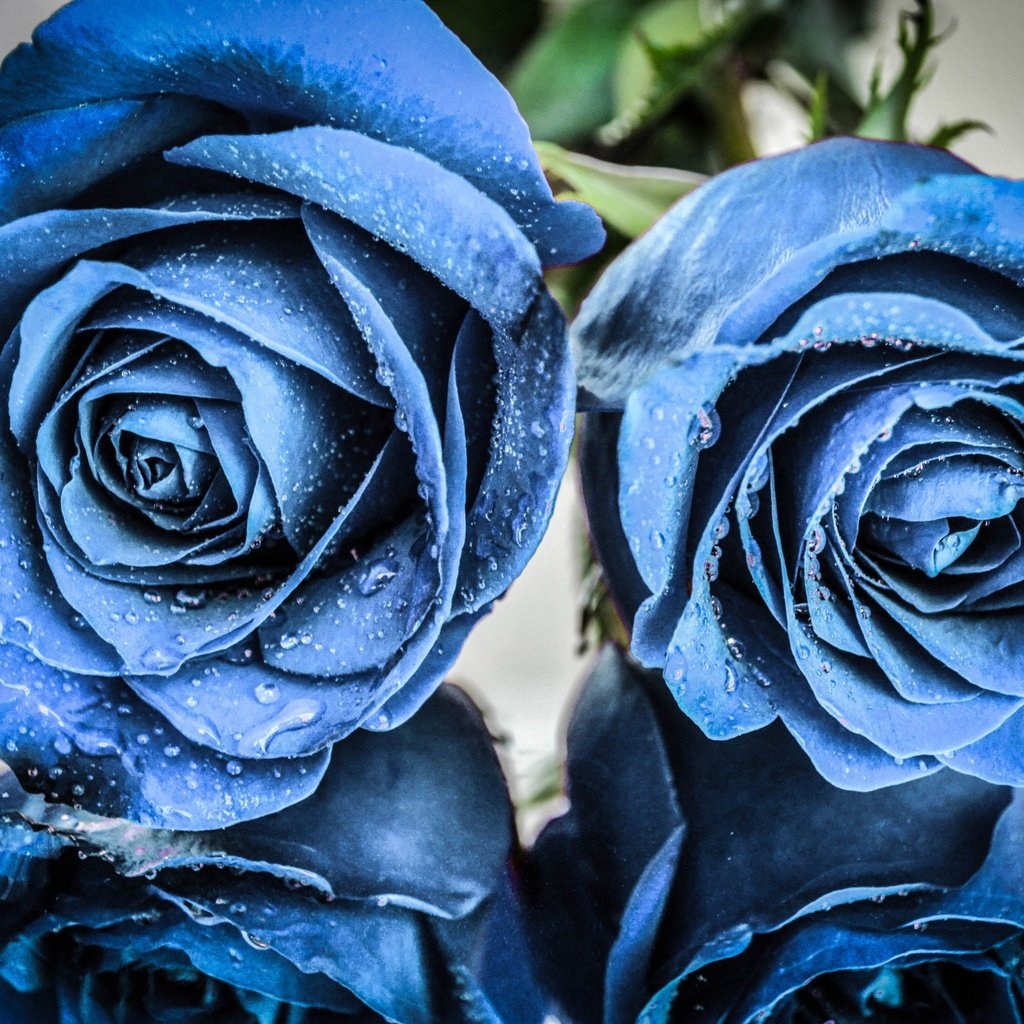 Обои цветы, отражение, розы, капли воды, голубые цветы, flowers, reflection, roses, water drops, blue flowers разрешение 2560x1702 Загрузить