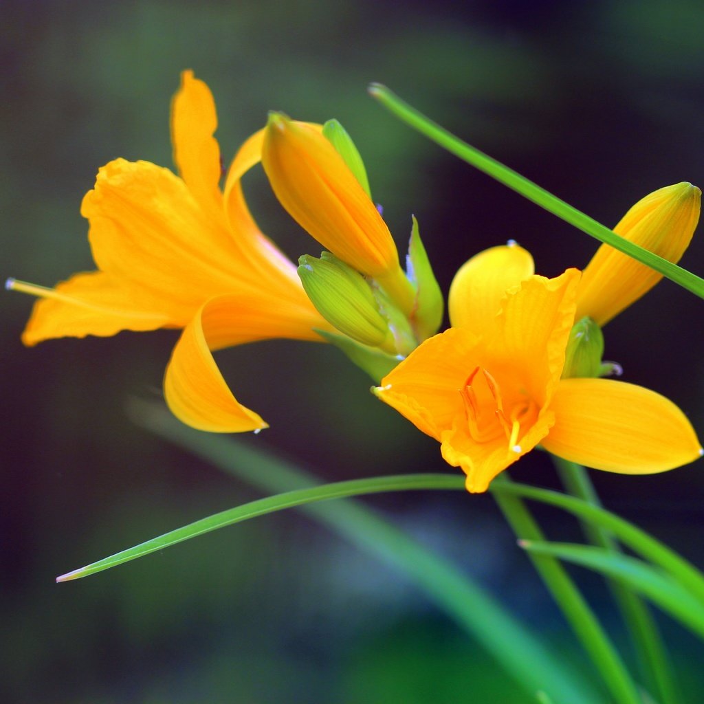 Обои цветы, стебли, боке, желтые цветы, лилейник, flowers, stems, bokeh, yellow flowers, daylilies разрешение 5184x3456 Загрузить