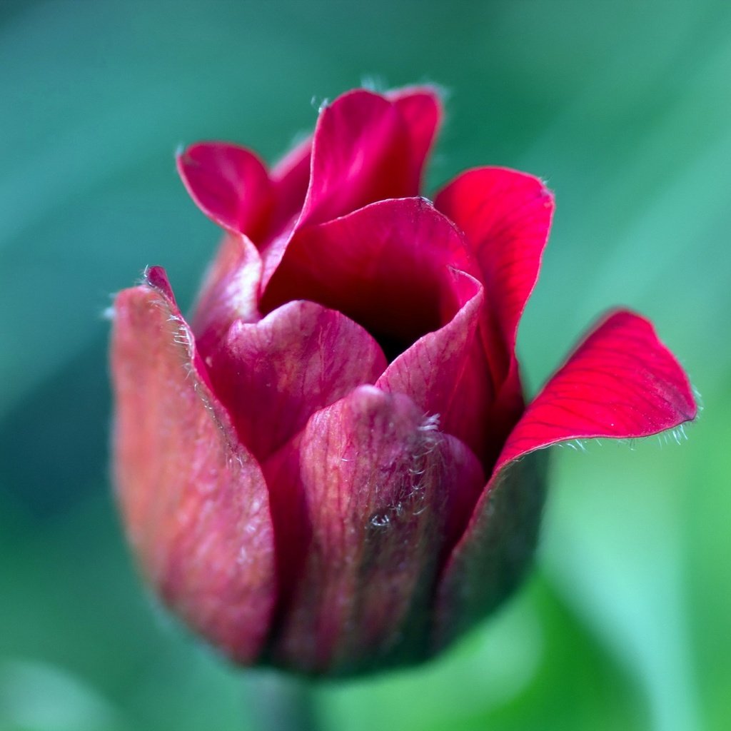 Обои природа, цветок, лепестки, размытость, бутон, тюльпан, nature, flower, petals, blur, bud, tulip разрешение 2560x1600 Загрузить