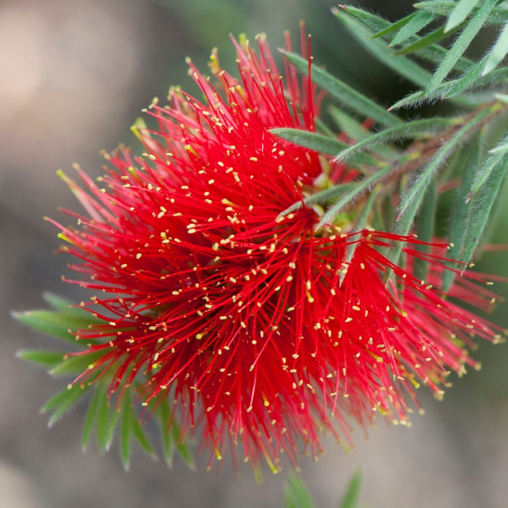 Обои цветок, лепестки, растение, экзотика, каллистемон, flower, petals, plant, exotic, callistemon разрешение 4288x2765 Загрузить