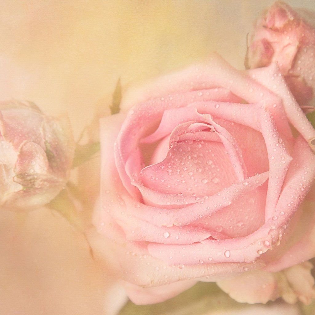 Обои цветы, бутоны, фон, роса, капли, розы, роза, бутон, flowers, buds, background, rosa, drops, roses, rose, bud разрешение 2048x1280 Загрузить