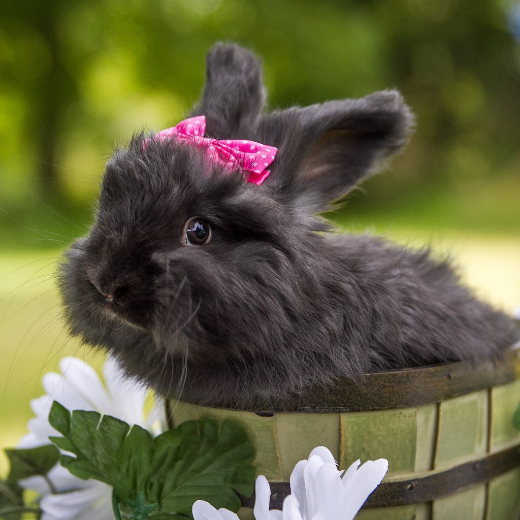 Обои цветы, кролик, животное, бант, ведро, flowers, rabbit, animal, bow, bucket разрешение 2048x1366 Загрузить