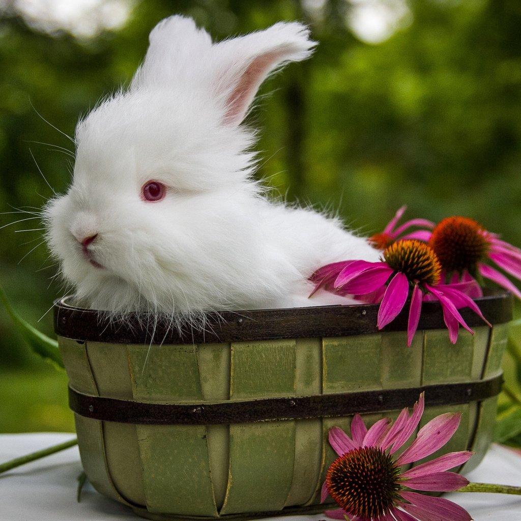 Обои цветы, ушки, кролик, животное, корзинка, зайчик, ведро, flowers, ears,...