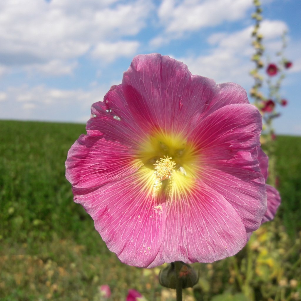 Обои небо, цветы, облака, лепестки, солнечный день, мальва, the sky, flowers, clouds, petals, sunny day, mallow разрешение 4128x3096 Загрузить