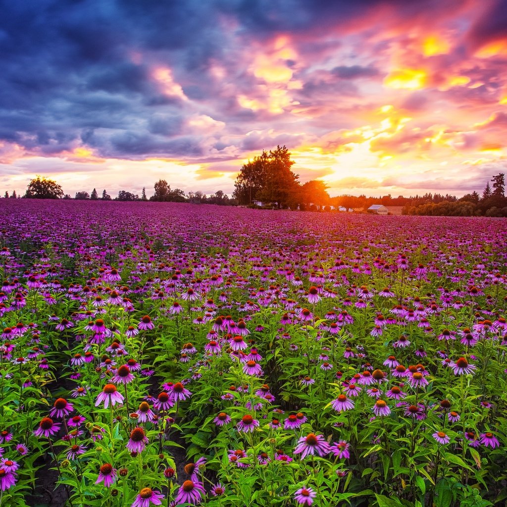 Обои небо, цветы, облака, закат, поле, эхинацея, pacific northwest, the sky, flowers, clouds, sunset, field, echinacea разрешение 2048x1367 Загрузить