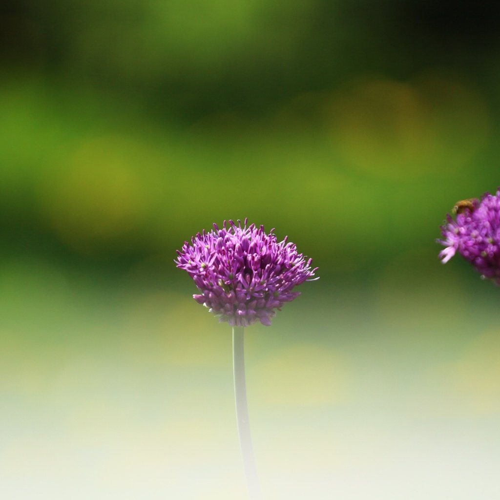 Обои цветы, зелень, насекомое, фон, размытость, декоративный лук, аллиум, flowers, greens, insect, background, blur, decorative bow, allium разрешение 1920x1280 Загрузить