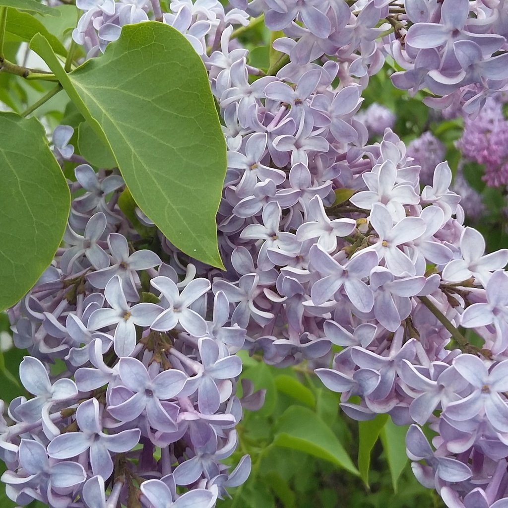 Обои цветы, цветение, зелень, листья, весна, сирень, май, flowers, flowering, greens, leaves, spring, lilac, may разрешение 3264x1836 Загрузить