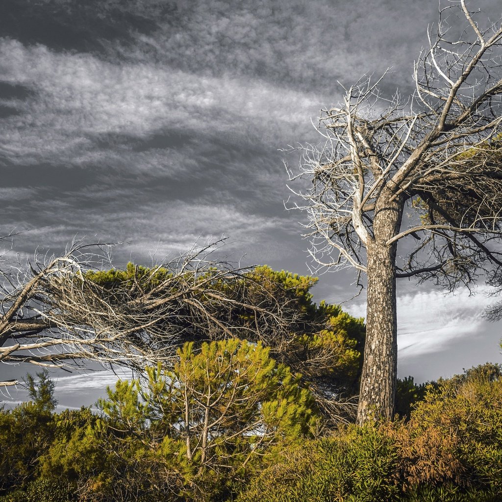 Обои небо, деревья, природа, тучи, лето, the sky, trees, nature, clouds, summer разрешение 2048x1365 Загрузить