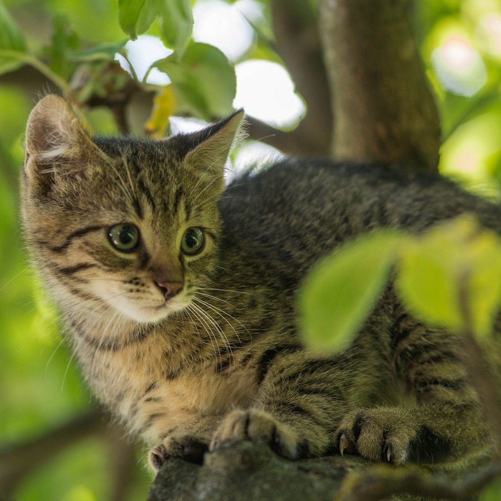 Обои дерево, листья, кот, мордочка, усы, ветки, кошка, взгляд, котенок, kitty, tree, leaves, cat, muzzle, mustache, branches, look разрешение 2048x1280 Загрузить