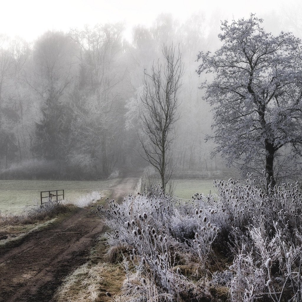 Обои дорога, лошадь, деревья, растения, туман, иней, road, horse, trees, plants, fog, frost разрешение 2048x1367 Загрузить