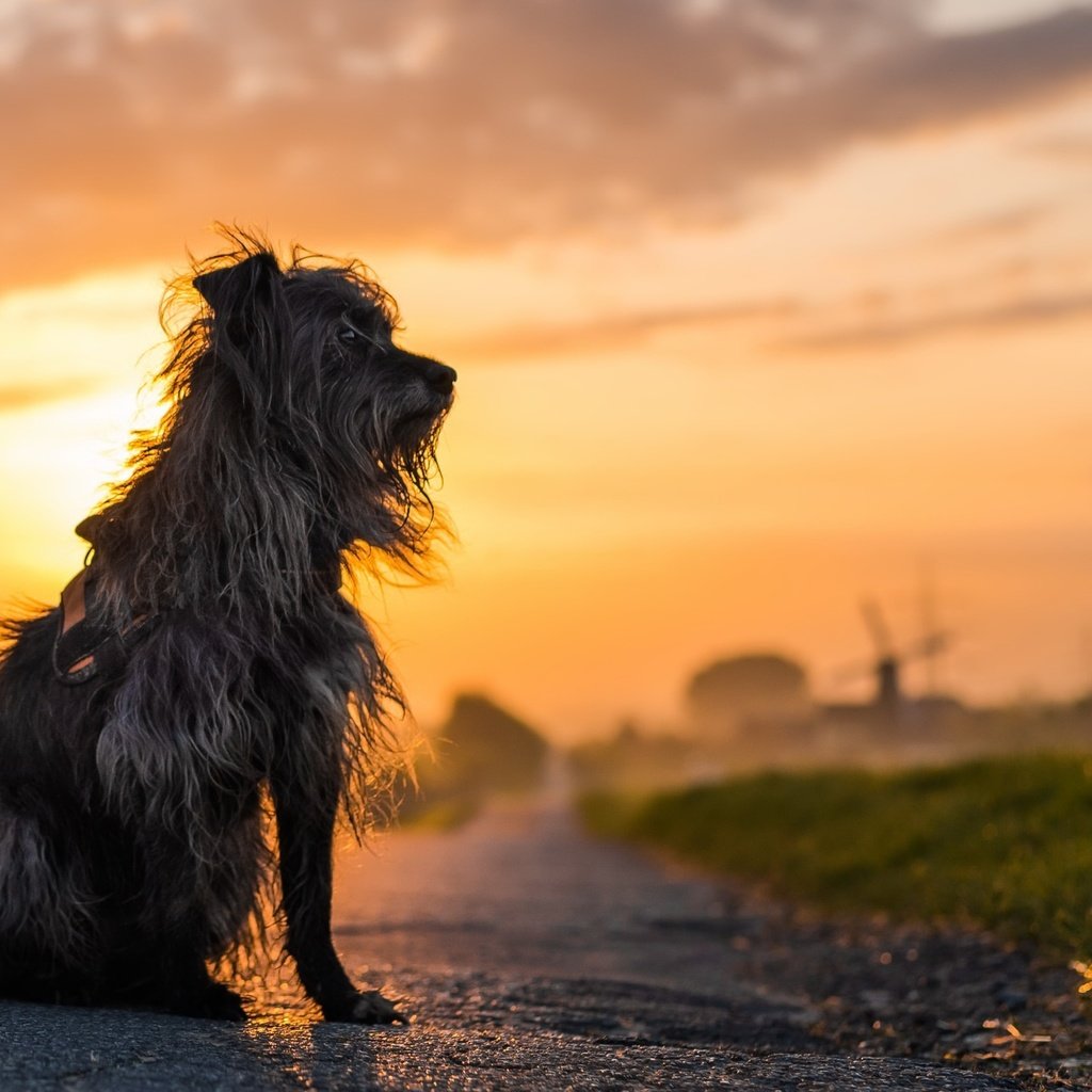 Обои дорога, закат, собака, дворняга, лохматая, дворняа, road, sunset, dog, mongrel, shaggy, dornaa разрешение 1920x1274 Загрузить