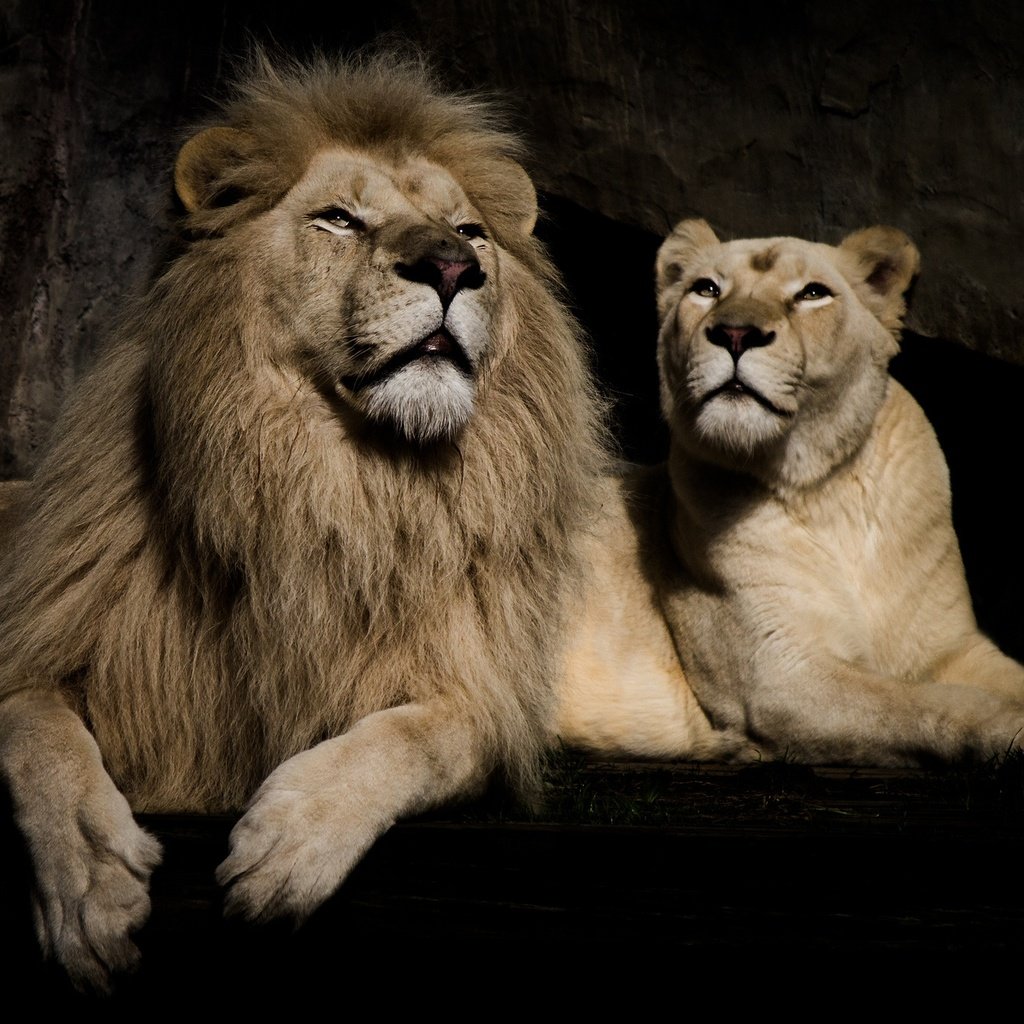 Обои фон, черный фон, пара, отдых, львы, лев, львица, background, black background, pair, stay, lions, leo, lioness разрешение 2048x1365 Загрузить