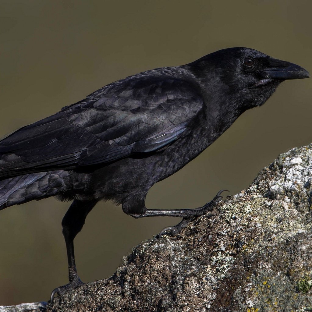 Обои камень, птица, клюв, ворона, stone, bird, beak, crow разрешение 1950x1086 Загрузить