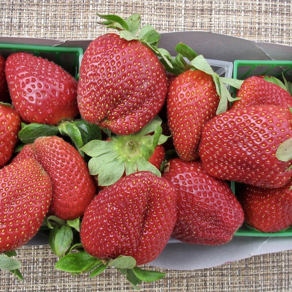 Обои ягода, клубника, спелая, сочная, вкусная, berry, strawberry, ripe, juicy, delicious разрешение 3422x2065 Загрузить