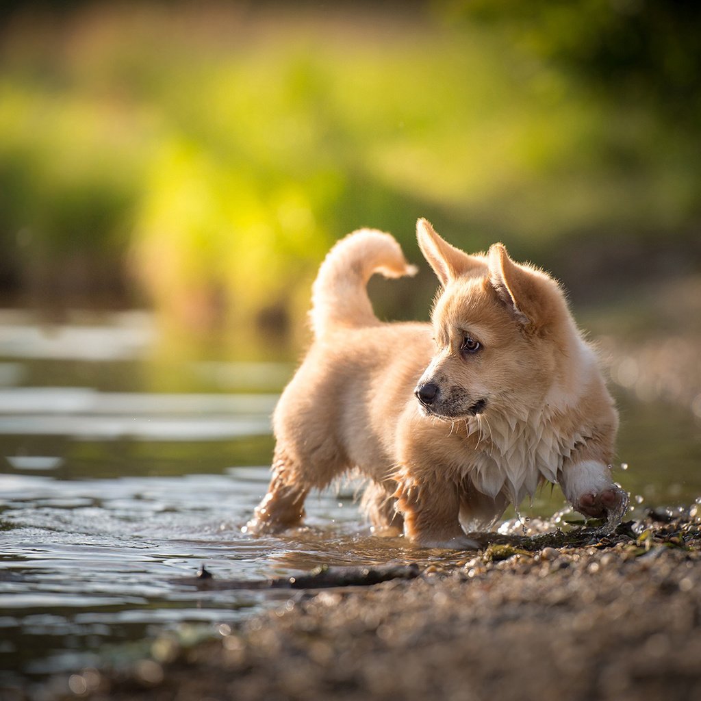 Обои вода, пемброк, природа, nicole trenker, ручей, собака, щенок, животное, вельш-корги, корги, water, pembroke, nature, stream, dog, puppy, animal, welsh corgi, corgi разрешение 1920x1200 Загрузить