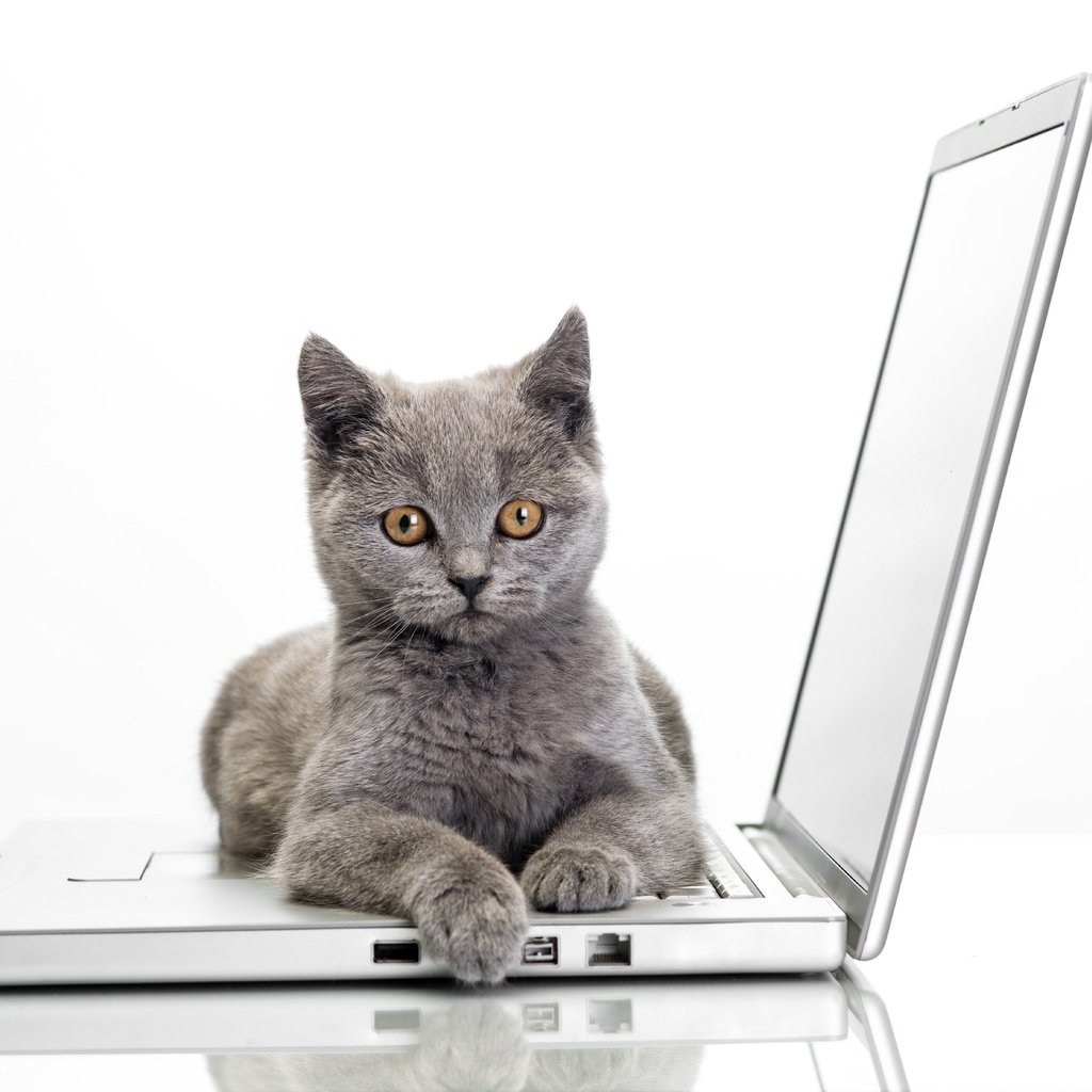 Обои кошка, ноутбук, cat, laptop разрешение 7212x4746 Загрузить