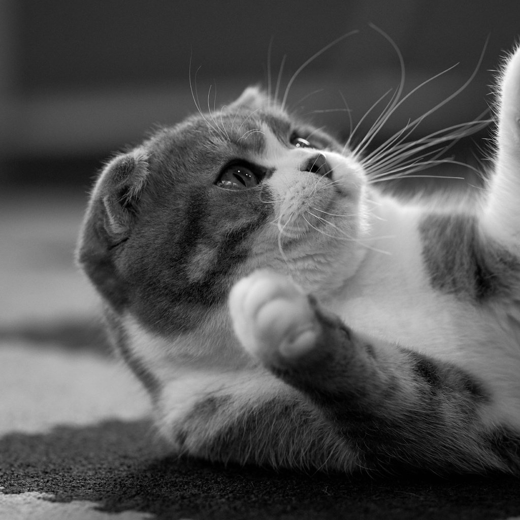 Обои кот, кошка, чёрно-белое, лапки, скоттиш-фолд, шотландская вислоухая кошка, cat, black and white, legs, scottish fold, scottish fold cat разрешение 7360x4912 Загрузить