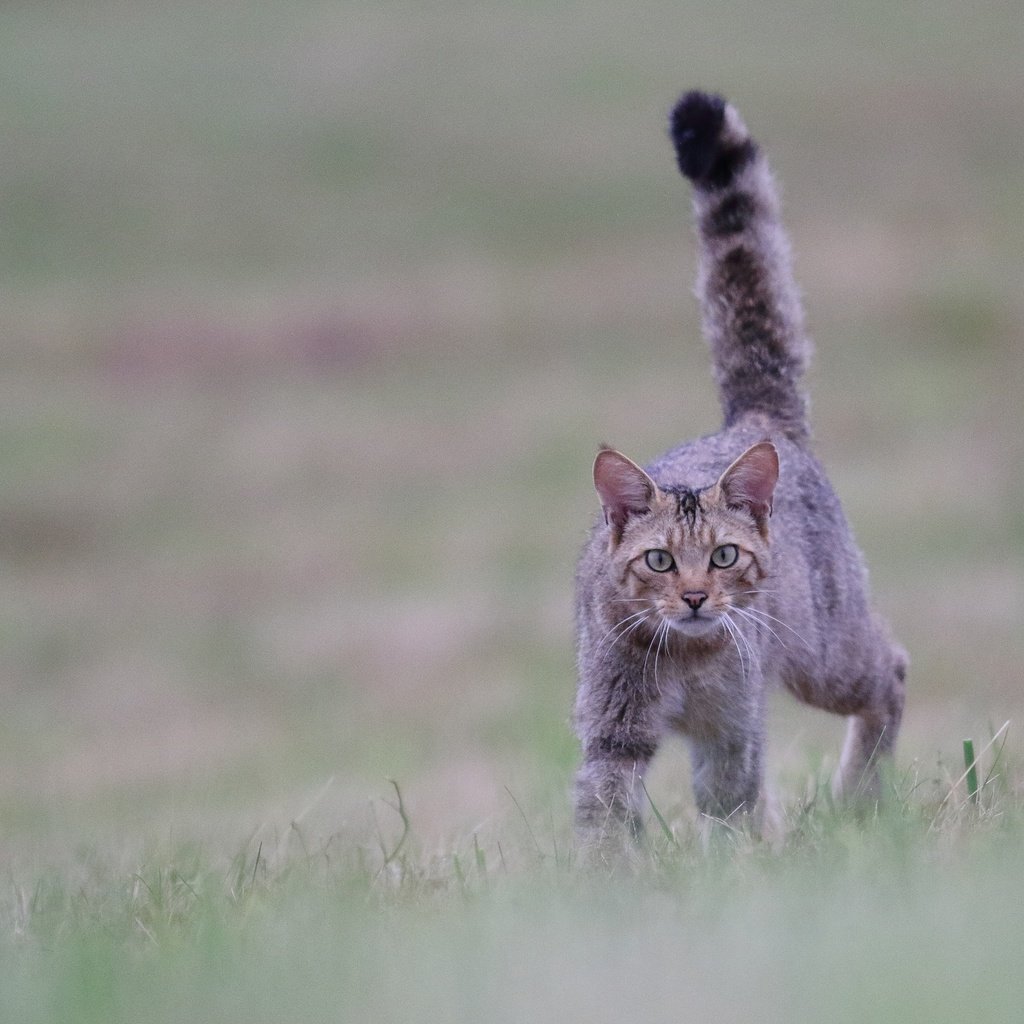 Обои трава, кот, мордочка, усы, кошка, взгляд, боке, grass, cat, muzzle, mustache, look, bokeh разрешение 2560x1707 Загрузить