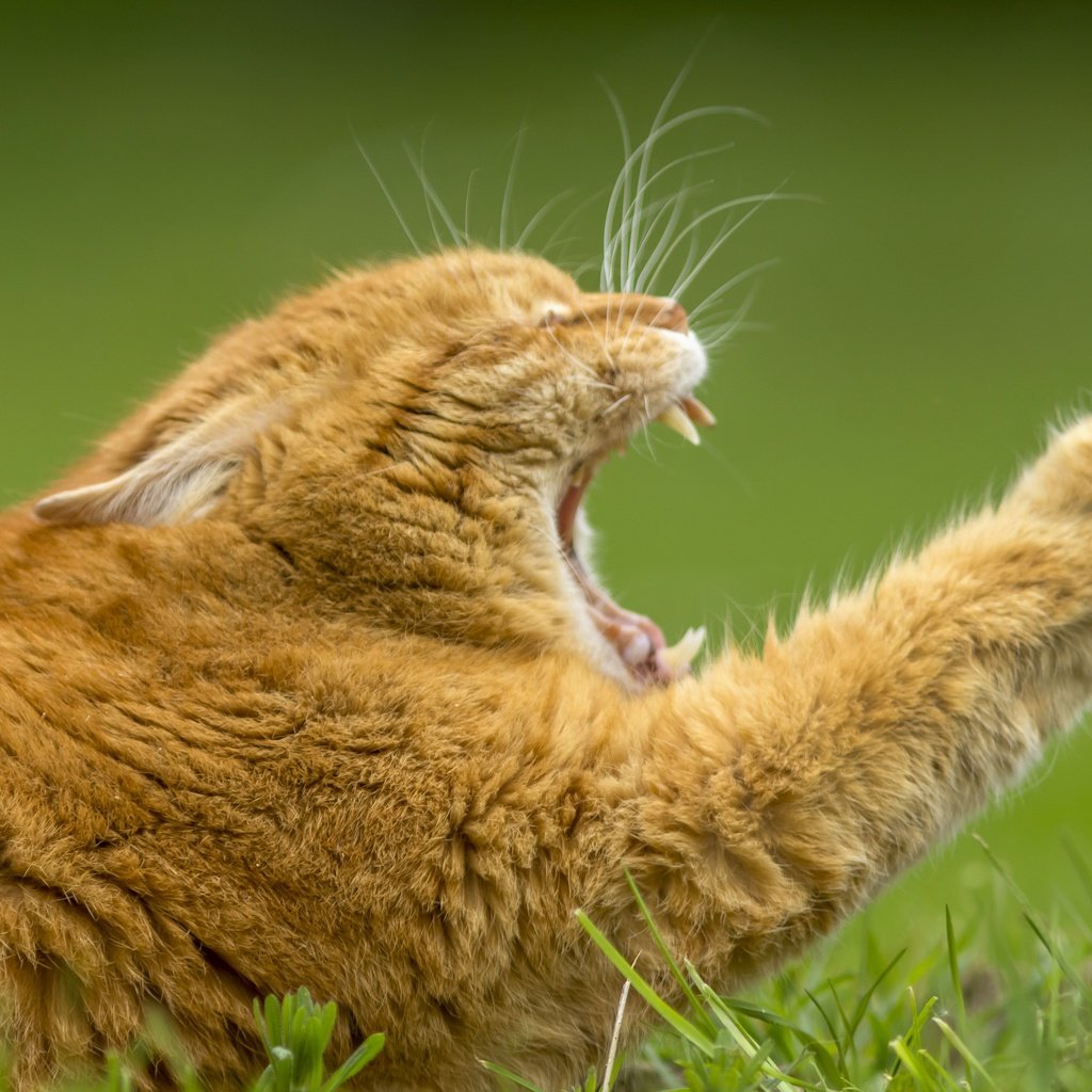Обои кот, мордочка, усы, кошка, лапа, зевает, рыжий кот, взгля, cat, muzzle, mustache, paw, yawns, red cat, views разрешение 3600x2400 Загрузить
