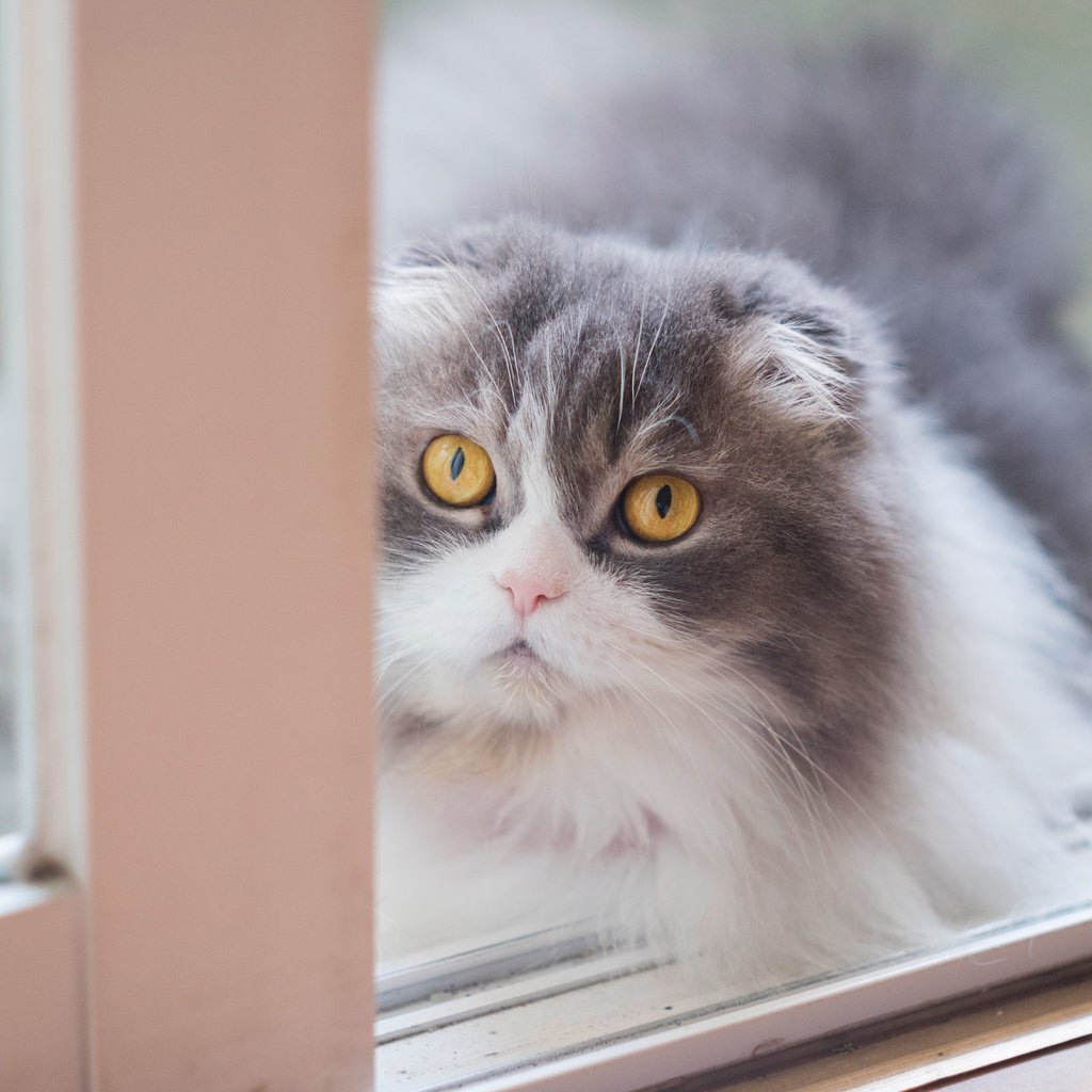 Обои кот, мордочка, кошка, взгляд, окно, пушистая, шотландская, вислоухая, желтые глаза, yellow eyes, cat, muzzle, look, window, fluffy, scottish, fold разрешение 8066x4537 Загрузить